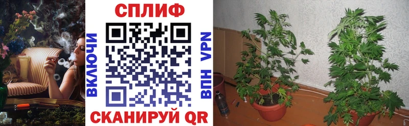 Шишки марихуана ГИДРОПОН Курск